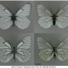 apor crataegi imago volg